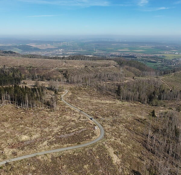 Die aufzuforstende Fläche bei Bad Harzburg
